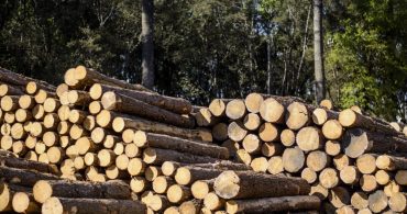 Biomassa: Marcha de secagem de toras para geração de energia