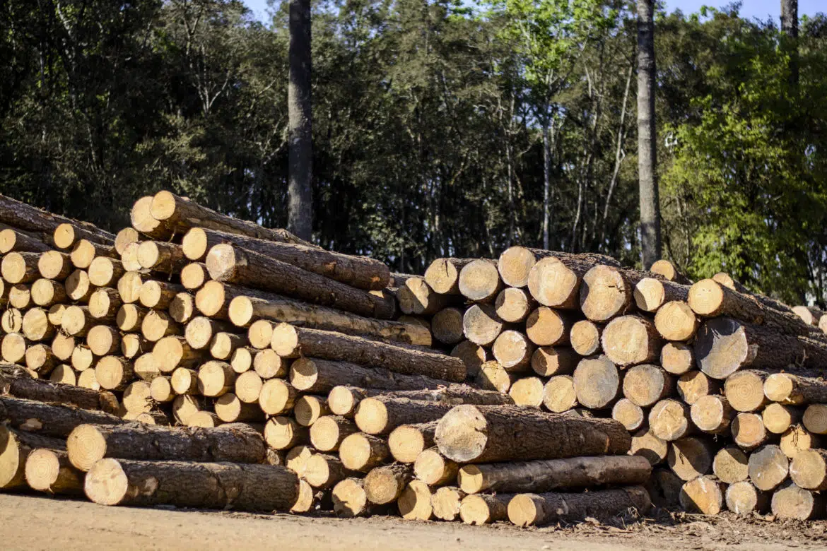 Biomassa: Marcha de secagem de toras para geração de energia