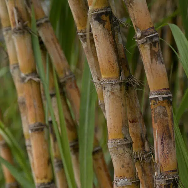 Sugarcane