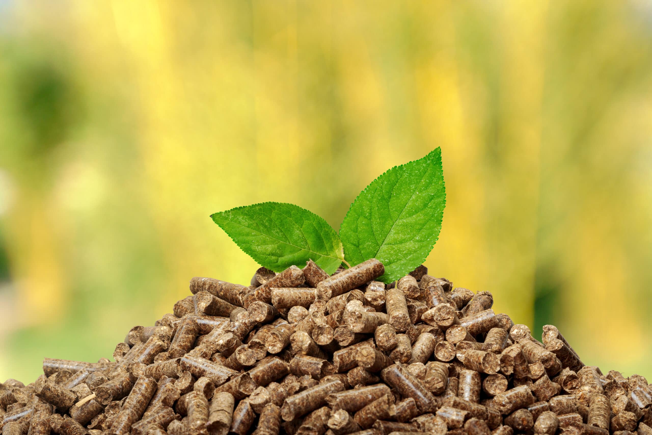 Biomassa: a energia do futuro