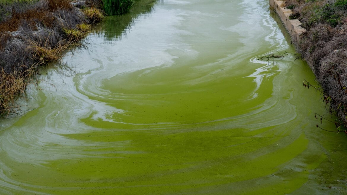 Biomassa: Quais são seus tipos? - Algas e biomassa aquática (Algae / aquatic biomass)