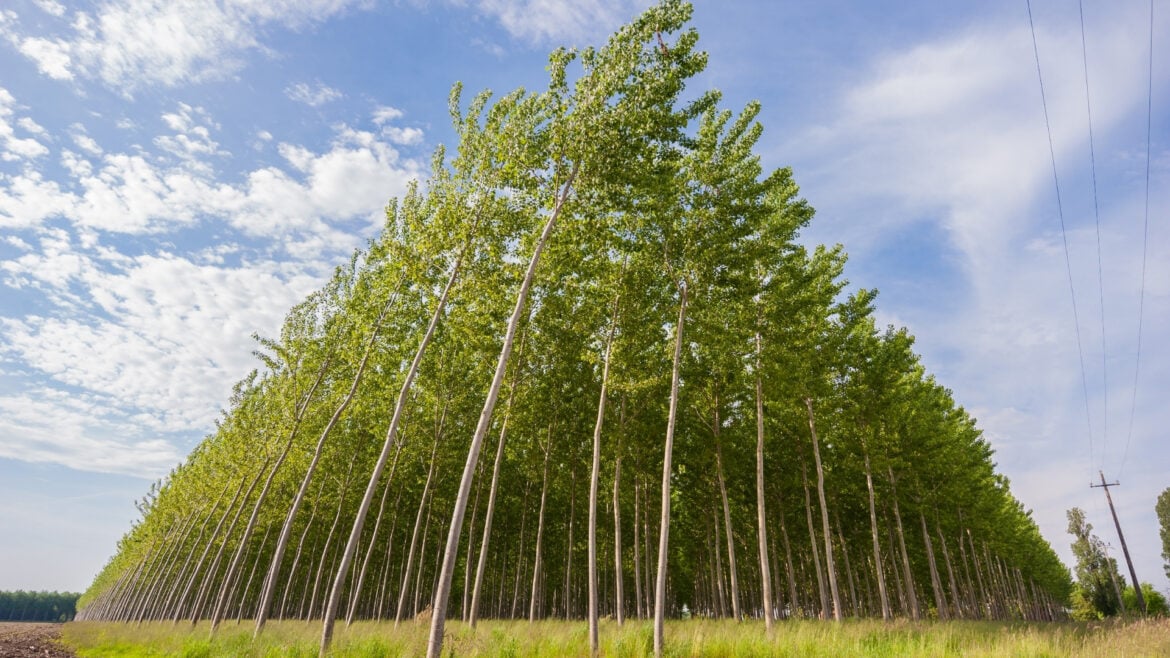 Biomassa: Quais são seus tipos? - Culturas energéticas (Dedicated energy crops)