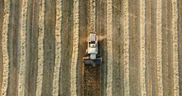 Qual o ponto ideal da umidade dos grãos? Entenda valores para milho, soja e sorgo e evite perdas na pós-colheita?